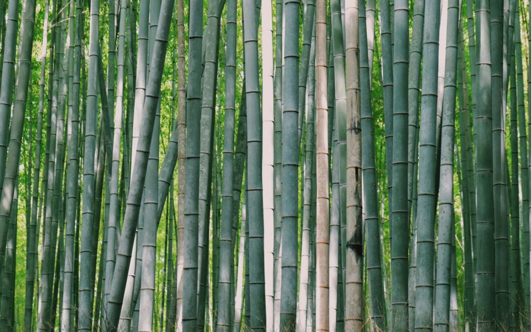 Bamboo Shoots