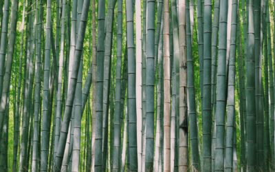 Bamboo Shoots